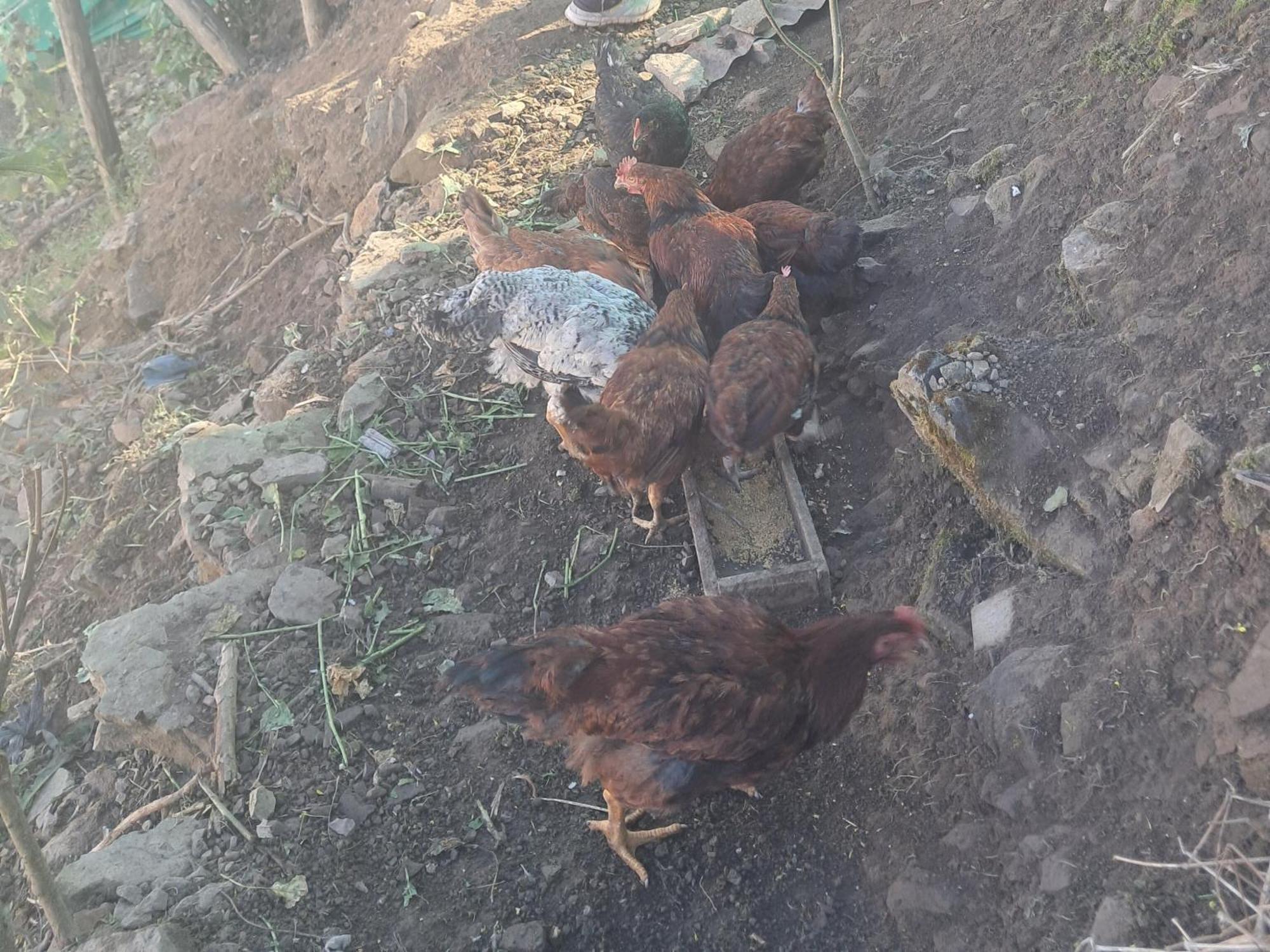 Giftland Homestay Āīzawl Kültér fotó